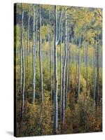 Family Tree-Joe Cornish-Stretched Canvas