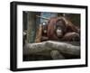 Family-Stephen Arens-Framed Photographic Print