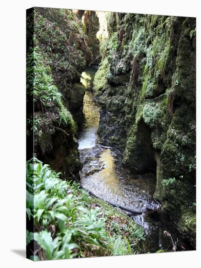 Famous 3 Mile Gorge in Devon Owned by the National Trust, Devon, England, United Kingdom, Europe-David Lomax-Stretched Canvas