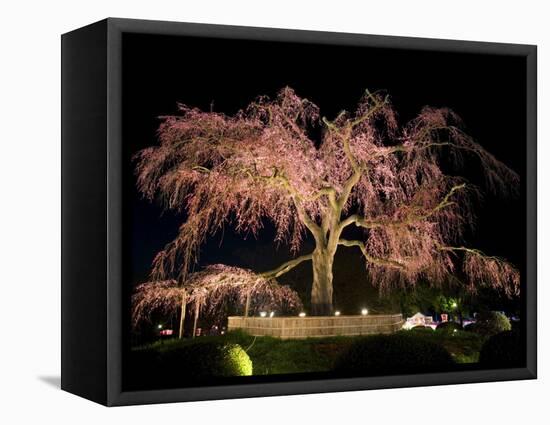 Famous Giant Weeping Cherry Tree in Blossom and Illuminated at Night, Maruyama Park, Kyoto, Honshu-Gavin Hellier-Framed Stretched Canvas