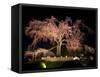 Famous Giant Weeping Cherry Tree in Blossom and Illuminated at Night, Maruyama Park, Kyoto, Honshu-Gavin Hellier-Framed Stretched Canvas