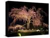Famous Giant Weeping Cherry Tree in Blossom and Illuminated at Night, Maruyama Park, Kyoto, Honshu-Gavin Hellier-Stretched Canvas