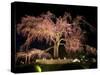 Famous Giant Weeping Cherry Tree in Blossom and Illuminated at Night, Maruyama Park, Kyoto, Honshu-Gavin Hellier-Stretched Canvas