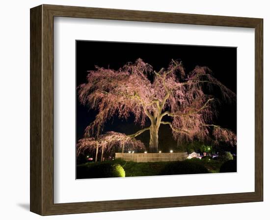 Famous Giant Weeping Cherry Tree in Blossom and Illuminated at Night, Maruyama Park, Kyoto, Honshu-Gavin Hellier-Framed Photographic Print