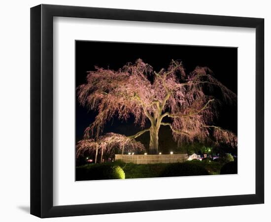 Famous Giant Weeping Cherry Tree in Blossom and Illuminated at Night, Maruyama Park, Kyoto, Honshu-Gavin Hellier-Framed Photographic Print