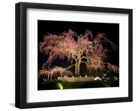 Famous Giant Weeping Cherry Tree in Blossom and Illuminated at Night, Maruyama Park, Kyoto, Honshu-Gavin Hellier-Framed Photographic Print