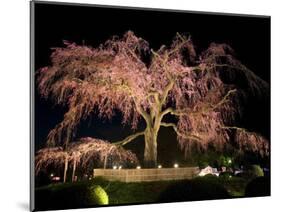 Famous Giant Weeping Cherry Tree in Blossom and Illuminated at Night, Maruyama Park, Kyoto, Honshu-Gavin Hellier-Mounted Photographic Print
