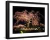 Famous Giant Weeping Cherry Tree in Blossom and Illuminated at Night, Maruyama Park, Kyoto, Honshu-Gavin Hellier-Framed Photographic Print