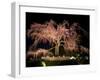 Famous Giant Weeping Cherry Tree in Blossom and Illuminated at Night, Maruyama Park, Kyoto, Honshu-Gavin Hellier-Framed Photographic Print