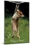 Famous Kitten Hang In There Poster-Trends International-Mounted Poster