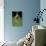Famous Kitten Hang In There Poster-Trends International-Stretched Canvas displayed on a wall