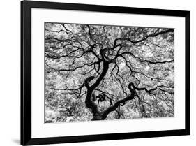 Famous maple tree from The Portland Japanese Garden, Washington Park in the west hills of Portland,-Adam Jones-Framed Photographic Print