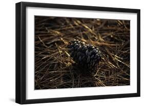 Famous Pinehurst Pinecones-Dom Furore-Framed Premium Photographic Print