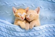 Baby Cat Sleeping. Ginger Kitten on Couch under Knitted Blanket. Two Cats Cuddling and Hugging. Dom-FamVeld-Stretched Canvas