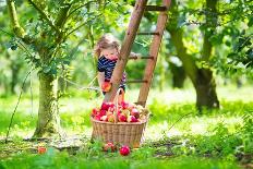 Little Girl Picking Apples from Tree in a Fruit Orchard-FamVeld-Photographic Print