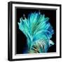 Fan, 2021, (digital)-Scott J. Davis-Framed Premium Giclee Print