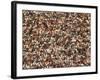 Fan at a Football Game-null-Framed Photographic Print