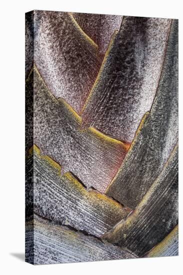 Fan detail of travelers palm tree, Maui, Hawaii.-Darrell Gulin-Stretched Canvas