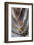 Fan detail of travelers palm tree, Maui, Hawaii.-Darrell Gulin-Framed Photographic Print