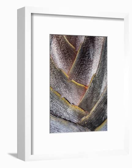 Fan detail of travelers palm tree, Maui, Hawaii.-Darrell Gulin-Framed Photographic Print