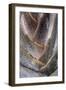 Fan detail of travelers palm tree, Maui, Hawaii.-Darrell Gulin-Framed Photographic Print