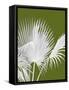 Fan Palm 1, White on Green-Fab Funky-Framed Stretched Canvas