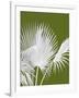 Fan Palm 1, White on Green-Fab Funky-Framed Art Print