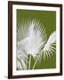 Fan Palm 1, White on Green-Fab Funky-Framed Art Print