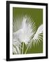 Fan Palm 1, White on Green-Fab Funky-Framed Art Print