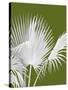 Fan Palm 1, White on Green-Fab Funky-Stretched Canvas