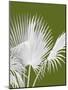 Fan Palm 1, White on Green-Fab Funky-Mounted Art Print