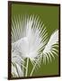 Fan Palm 1, White on Green-Fab Funky-Framed Art Print