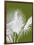 Fan Palm 1, White on Green-Fab Funky-Framed Art Print