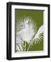 Fan Palm 1, White on Green-Fab Funky-Framed Art Print