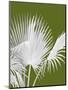 Fan Palm 1, White on Green-Fab Funky-Mounted Art Print