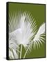 Fan Palm 1, White on Green-Fab Funky-Framed Stretched Canvas