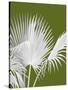 Fan Palm 1, White on Green-Fab Funky-Stretched Canvas