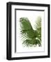 Fan Palm 2, Green on White-Fab Funky-Framed Art Print