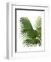 Fan Palm 2, Green on White-Fab Funky-Framed Art Print