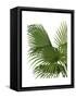 Fan Palm 2, Green on White-Fab Funky-Framed Stretched Canvas