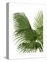 Fan Palm 2, Green on White-Fab Funky-Stretched Canvas