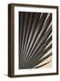 Fan Palm Detail 2-Ian Winstanley-Framed Art Print