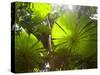 Fan Palm in the Daintree Rainforest, North Queensland, Australia-Peter Adams-Stretched Canvas