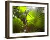 Fan Palm in the Daintree Rainforest, North Queensland, Australia-Peter Adams-Framed Photographic Print