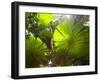 Fan Palm in the Daintree Rainforest, North Queensland, Australia-Peter Adams-Framed Photographic Print