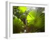 Fan Palm in the Daintree Rainforest, North Queensland, Australia-Peter Adams-Framed Photographic Print