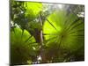 Fan Palm in the Daintree Rainforest, North Queensland, Australia-Peter Adams-Mounted Photographic Print