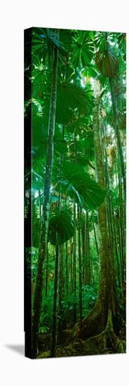 Fan Palm Trees in a Forest, Daintree National Park, Queensland, Australia-null-Stretched Canvas