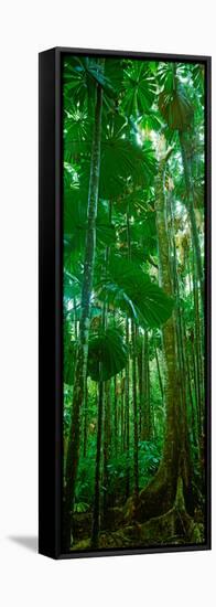 Fan Palm Trees in a Forest, Daintree National Park, Queensland, Australia-null-Framed Stretched Canvas