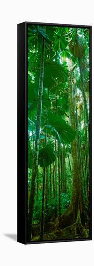 Fan Palm Trees in a Forest, Daintree National Park, Queensland, Australia-null-Framed Stretched Canvas